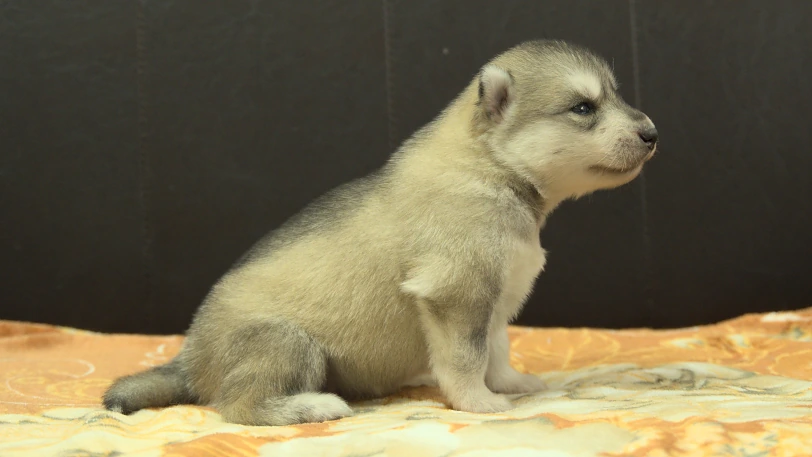 シベリアンハスキー子犬の写真No.202609252右側面10月11日現在