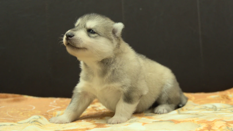 シベリアンハスキー子犬の写真No.202609252斜め左10月11日現在