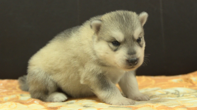 シベリアンハスキー子犬の写真No.202609252斜め右10月11日現在