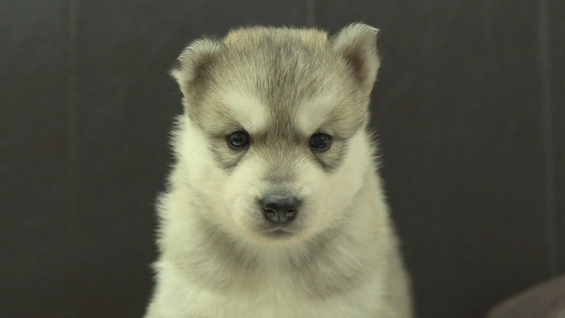 シベリアンハスキー子犬の写真No.202609252正面10月21日現在