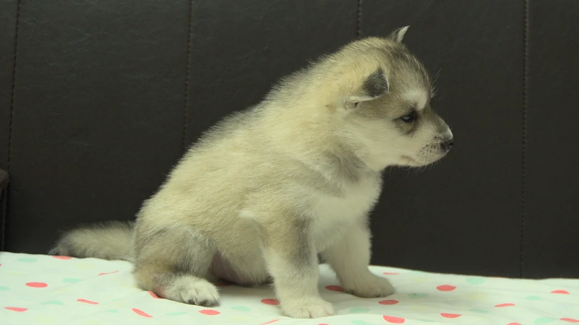 シベリアンハスキー子犬の写真No.202609252右側面10月21日現在