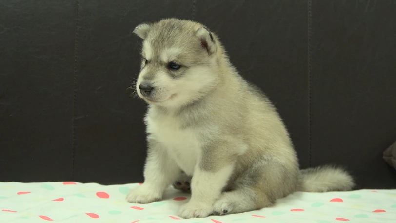 シベリアンハスキー子犬の写真No.202609252斜め左10月21日現在