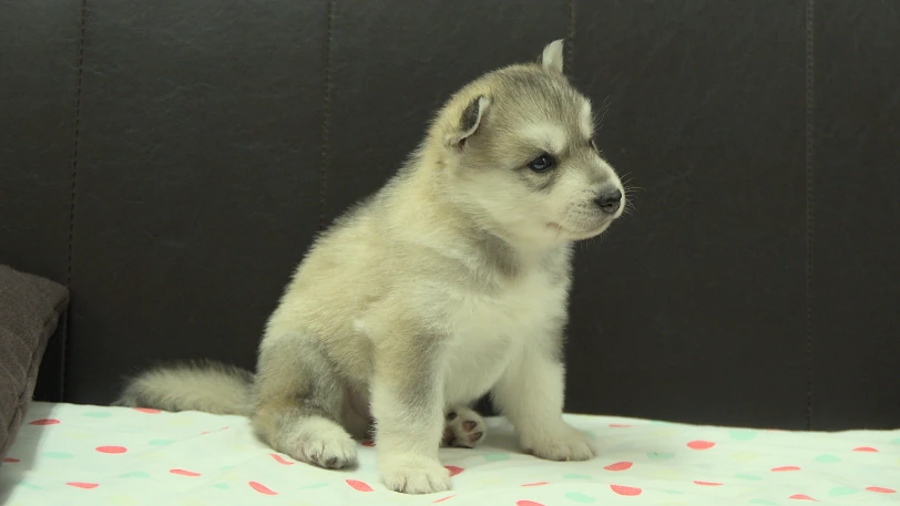シベリアンハスキー子犬の写真No.202609252斜め右10月21日現在
