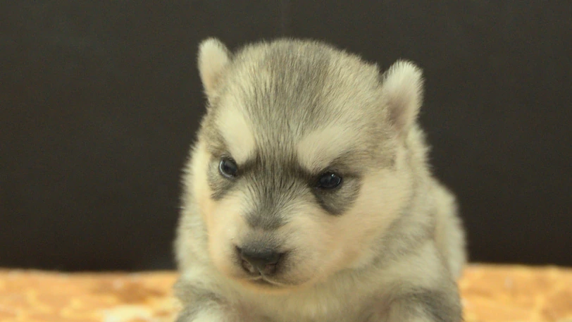 シベリアンハスキー子犬の写真No.202609253正面10月11日現在