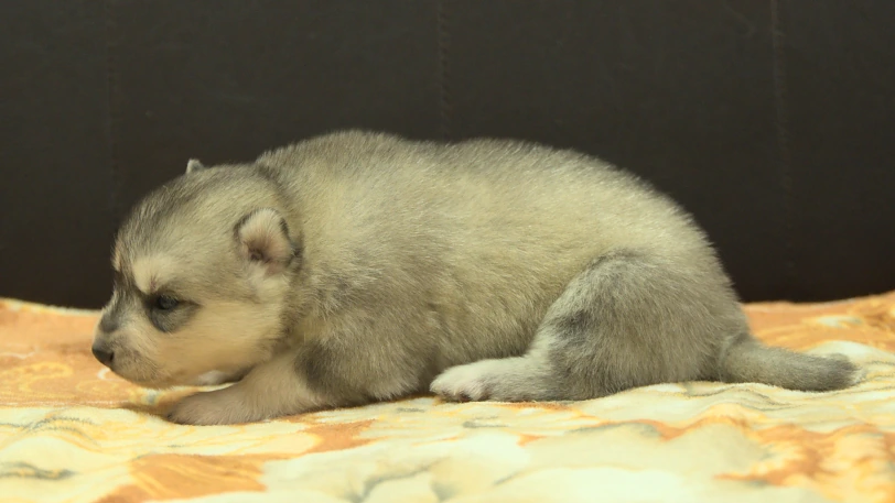 シベリアンハスキー子犬の写真No.202609253左側面10月11日現在