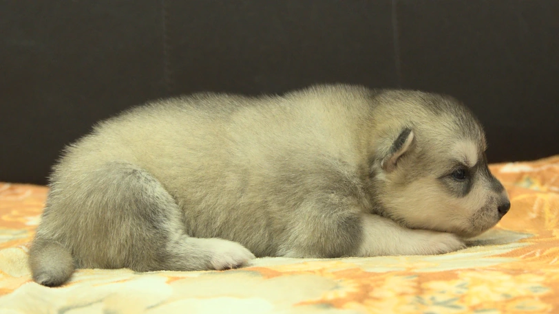 シベリアンハスキー子犬の写真No.202609253右側面10月11日現在