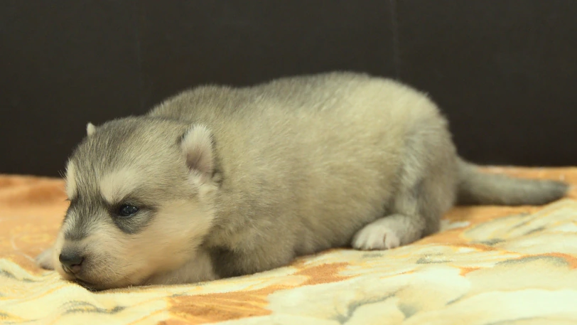 シベリアンハスキー子犬の写真No.202609253斜め左10月11日現在