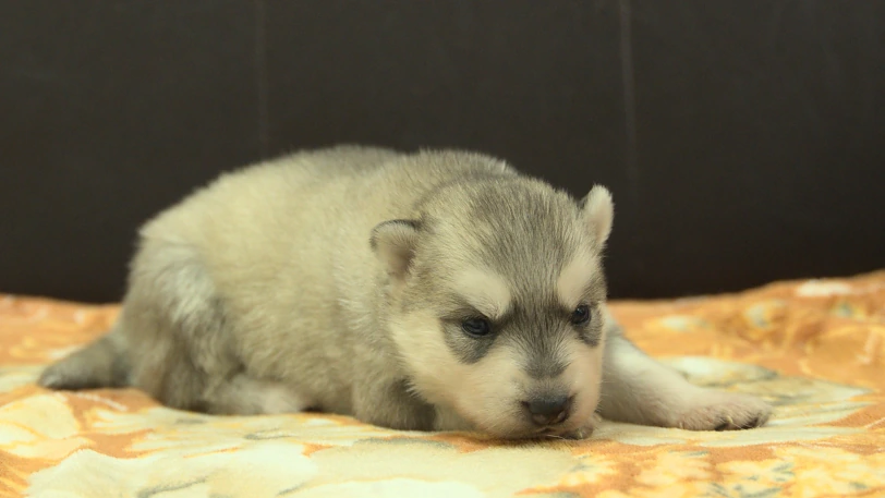 シベリアンハスキー子犬の写真No.202609253斜め右10月11日現在