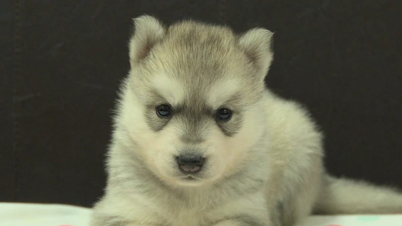 シベリアンハスキー子犬の写真No.202609253正面10月21日現在