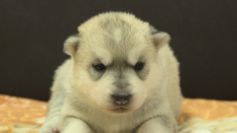 シベリアンハスキー子犬の写真No.202609254正面10月11日現在