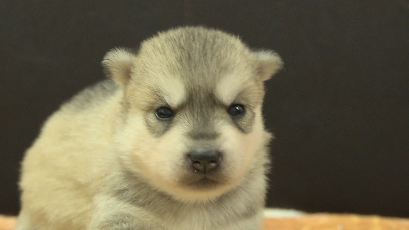 シベリアンハスキー子犬の写真No.202609255正面10月11日現在