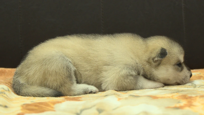 シベリアンハスキー子犬の写真No.202609255右側面10月11日現在