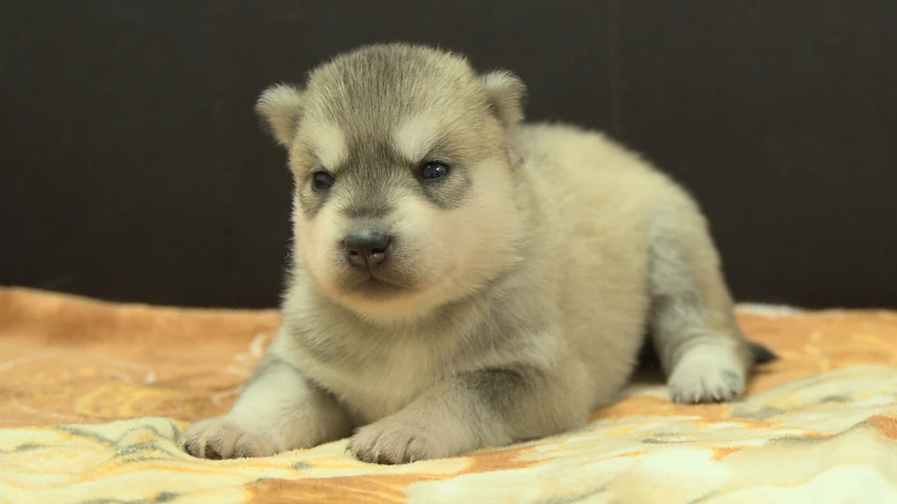 シベリアンハスキー子犬の写真No.202609255斜め左10月11日現在