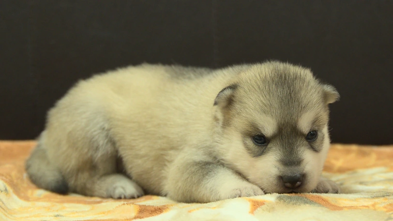 シベリアンハスキー子犬の写真No.202609255斜め右10月11日現在