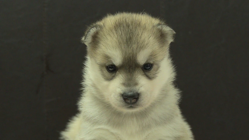 シベリアンハスキー子犬の写真No.202609255正面10月21日現在