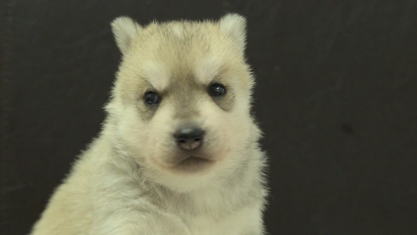 シベリアンハスキー子犬の写真No.202609301正面10月21日現在