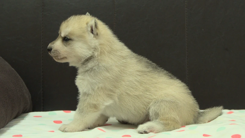 シベリアンハスキー子犬の写真No.202609301左側面10月21日現在
