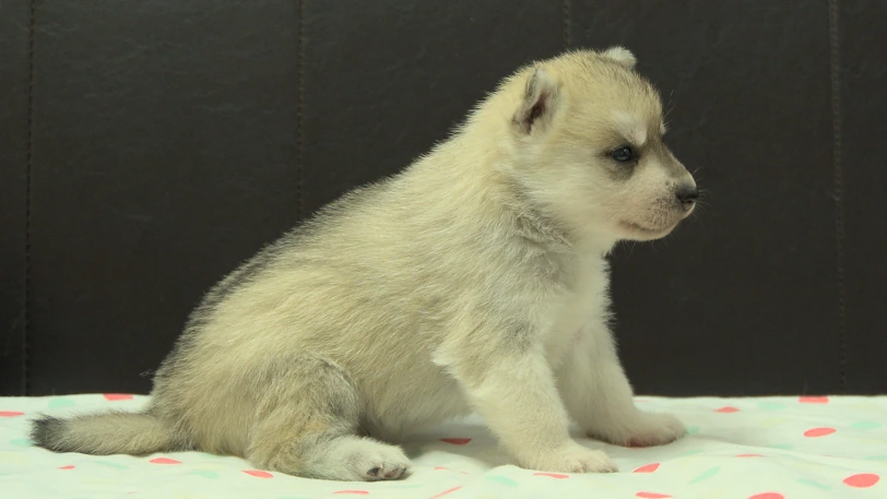 シベリアンハスキー子犬の写真No.202609301右側面10月21日現在