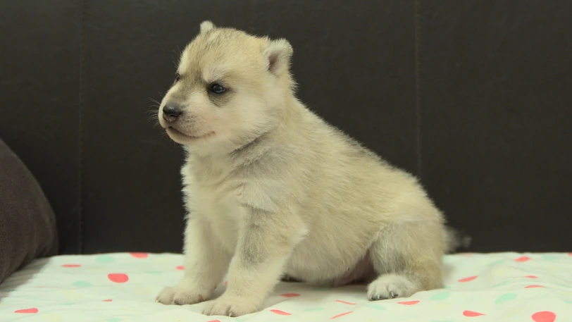 シベリアンハスキー子犬の写真No.202609301斜め左10月21日現在