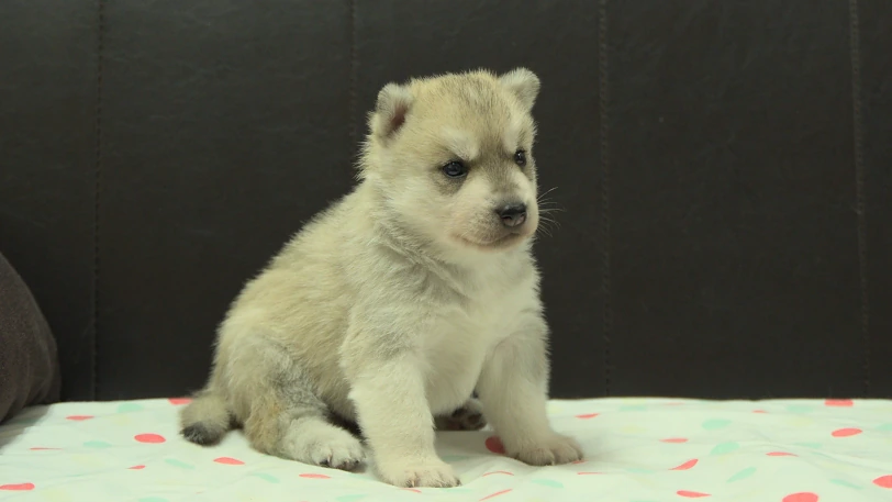 シベリアンハスキー子犬の写真No.202609301斜め右10月21日現在
