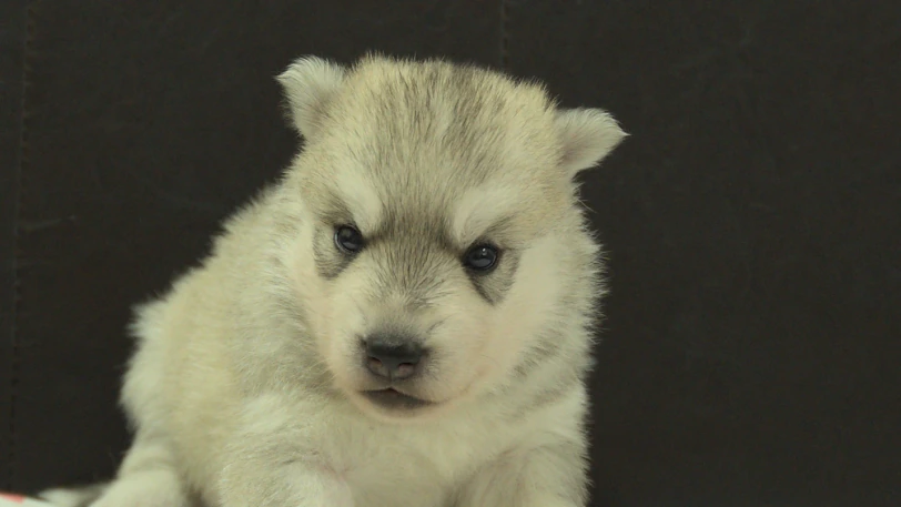 シベリアンハスキー子犬の写真No.202609302正面10月21日現在