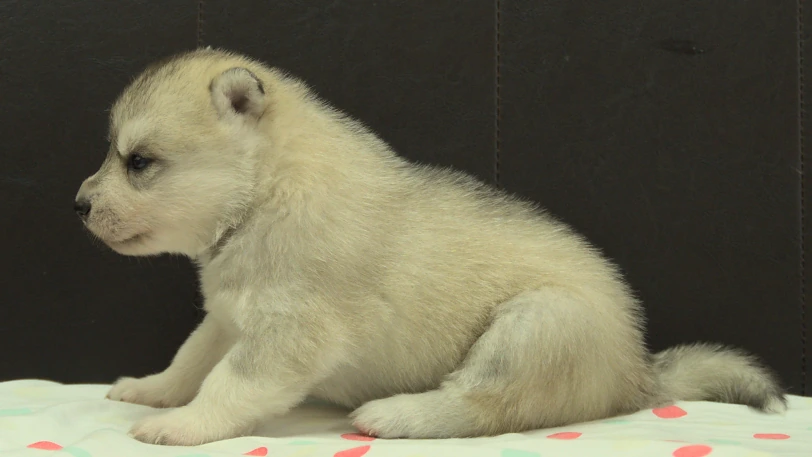 シベリアンハスキー子犬の写真No.202609302左側面10月21日現在
