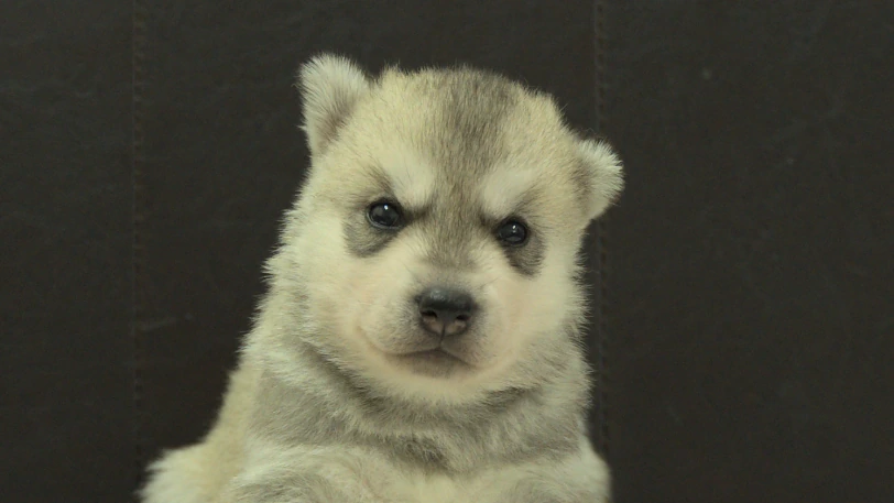 シベリアンハスキー子犬の写真No.202609303正面10月21日現在