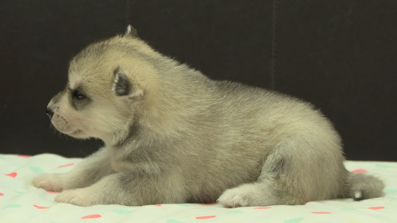 シベリアンハスキー子犬の写真No.202609303左側面10月21日現在