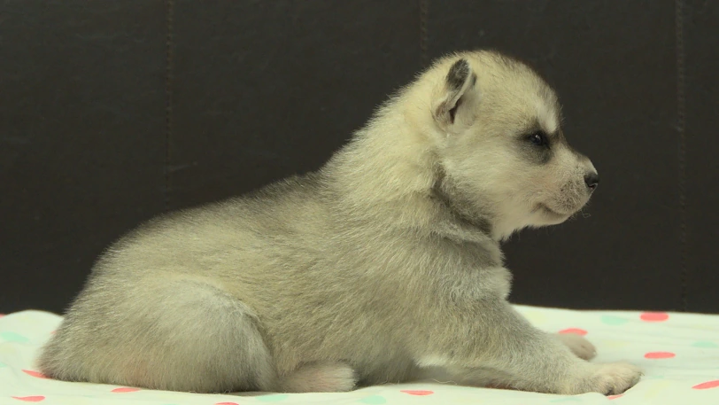 シベリアンハスキー子犬の写真No.202609303右側面10月21日現在