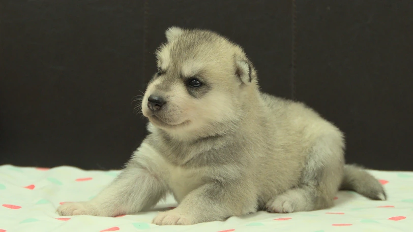 シベリアンハスキー子犬の写真No.202609303斜め左10月21日現在