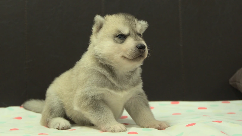 シベリアンハスキー子犬の写真No.202609303斜め右10月21日現在