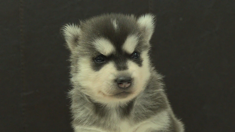 シベリアンハスキー子犬の写真No.202609304正面10月21日現在