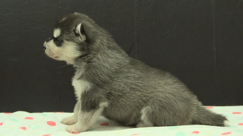シベリアンハスキー子犬の写真No.202609304左側面10月21日現在